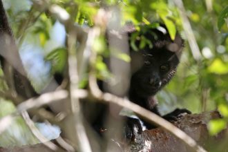 Emergencia: 157 Monos Aulladores Muertos en Tabasco y Chiapas