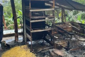 Llamas Devoran 100 Gallinas en Cocorná: Incendio Destruye Galpón Avícola