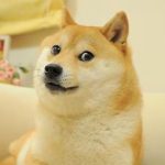 Decenas de personas se despiden con flores de Kabosu, la perra shiba inu que inspiró el meme Doge