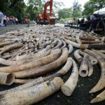 La ONU destaca una caída en el tráfico del marfil de elefante y del cuerno de rinoceronte