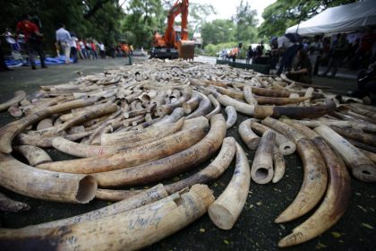 La ONU destaca una caída en el tráfico del marfil de elefante y del cuerno de rinoceronte