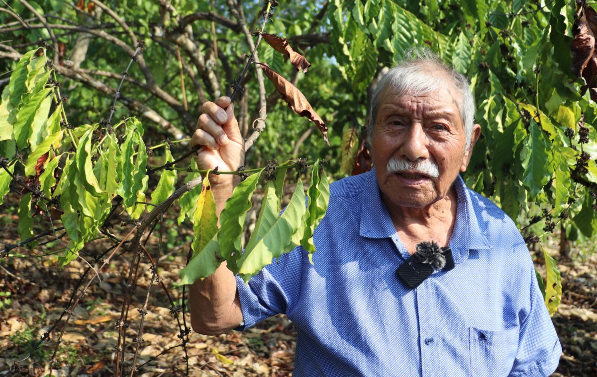 La sequía pone en riesgo al 90 % de los cultivos de café en la frontera sur de México