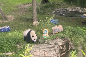 Los últimos pandas gigantes que viven en EE.UU. regresarán a China a finales de este año