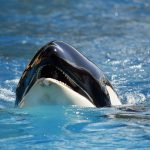 Multan a un hombre por saltar contra una orca desde un barco en Nueva Zelanda