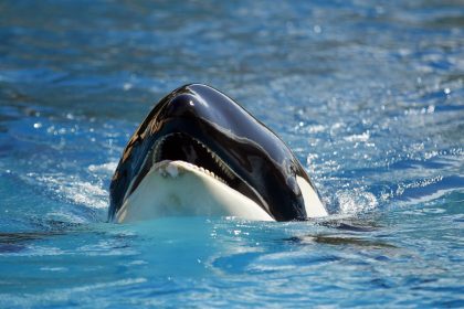 Multan a un hombre por saltar contra una orca desde un barco en Nueva Zelanda