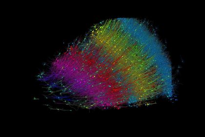 Un milímetro cúbico de cerebro humano desvela el mayor conjunto de conexiones neuronales