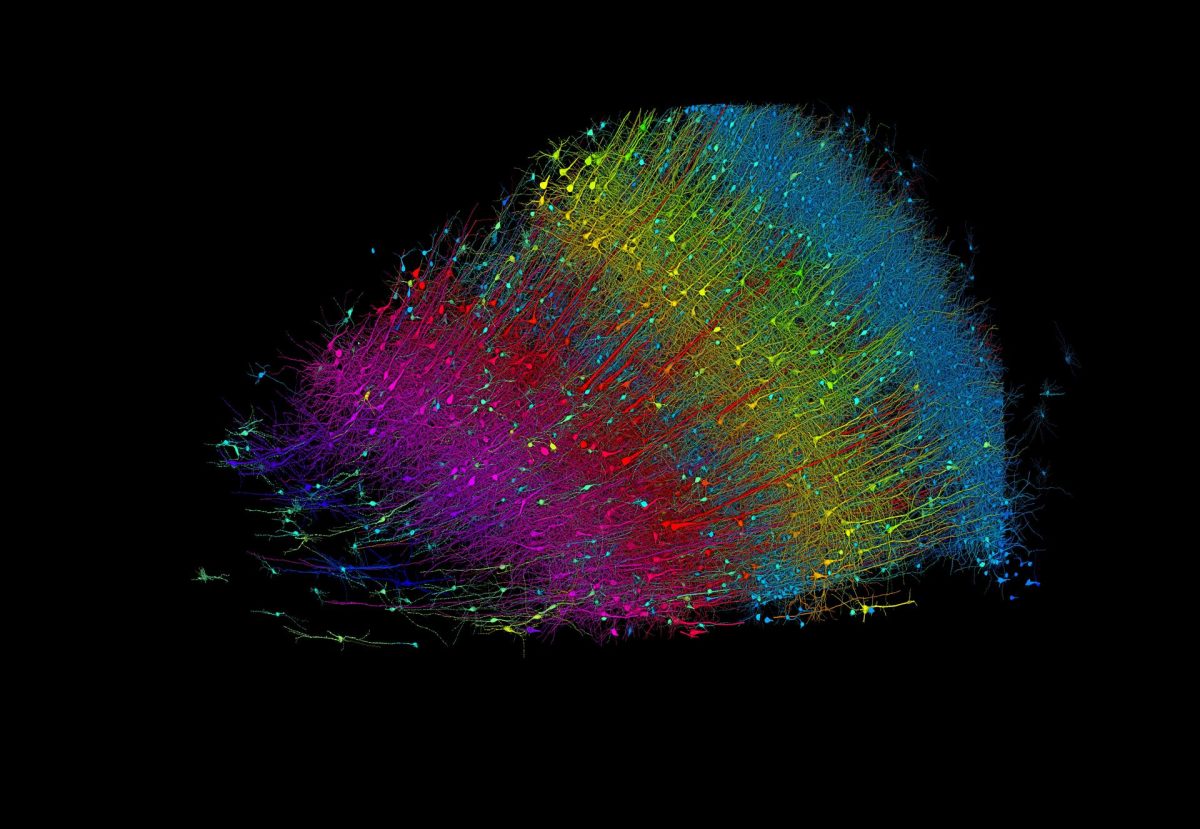Un milímetro cúbico de cerebro humano desvela el mayor conjunto de conexiones neuronales