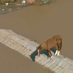 La historia de 'Caramelo': un caballo que conmovió a Brasil tras ser rescatado de las inundaciones en canoas, rio grande do sul