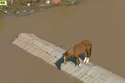 La historia de 'Caramelo': un caballo que conmovió a Brasil tras ser rescatado de las inundaciones en canoas, rio grande do sul