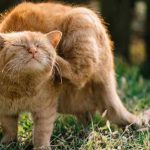 Guía Definitiva para la Eliminación de Pulgas en Gatos: Identificación y Soluciones