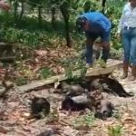 Monos saraguato mueren por extremo calor en Tabasco y Chiapas: ¡Alerta máxima!