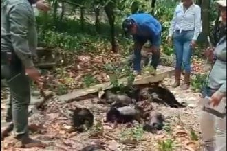 Monos saraguato mueren por extremo calor en Tabasco y Chiapas: ¡Alerta máxima!