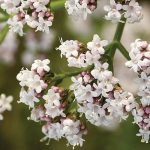 Plantas que te Ayudarán a Conciliar y Mejorar la Calidad de tu Sueño