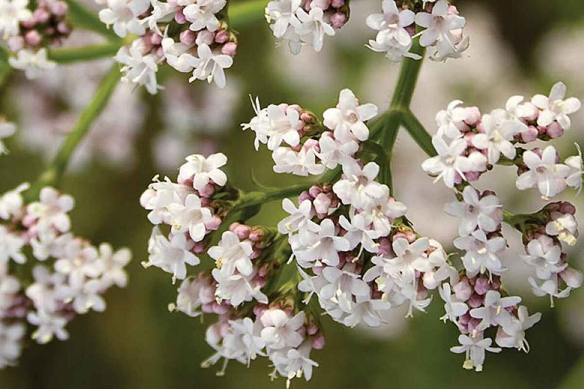 Plantas que te Ayudarán a Conciliar y Mejorar la Calidad de tu Sueño