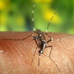 Aumentan en Europa los casos de dengue y los brotes de infecciones por el virus del Nilo Occidental