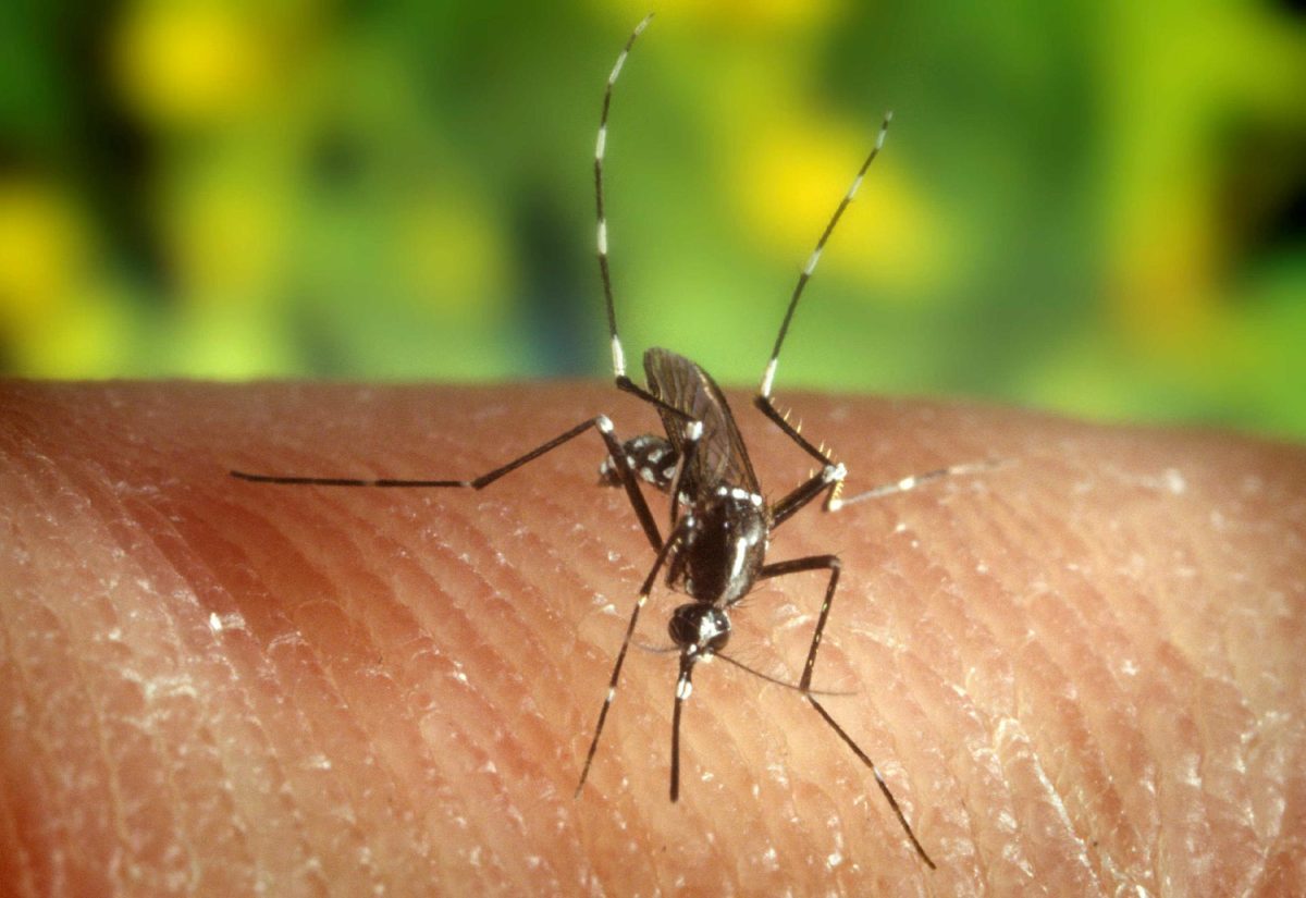 Aumentan en Europa los casos de dengue y los brotes de infecciones por el virus del Nilo Occidental