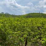 Cámara de representantes en EE.UU. busca reducir fondos antinarcóticos para Colombia en un 50%