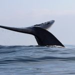 Disminuye un 36 % la población de ballena azul en el sur de Chile en catorce años