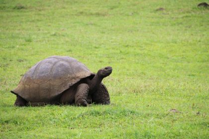 Ecuador, sede de IV Congreso Latinoamericano y del Caribe de Biología para la Conservación