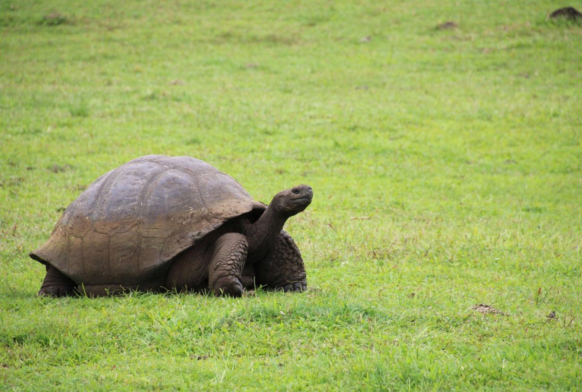 Ecuador, sede de IV Congreso Latinoamericano y del Caribe de Biología para la Conservación