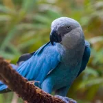 Guacamayo de Spix