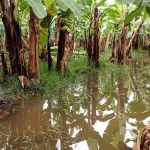 Inundaciones en Chiapas_ Dirigentes agrícolas piden declaratoria de desastre