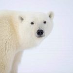 Osos polares: riesgo de desaparición por cambio climático