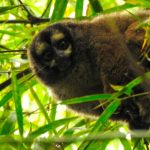 especies silvestres en Medellín