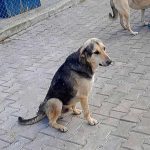Crisis Animal en Turquía: Millones de Perros en Riesgo de Muerte