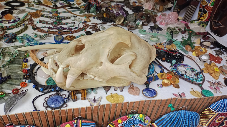 Desarticulan red de tráfico de fauna silvestre en Usaquén: incautan 75 partes de animales