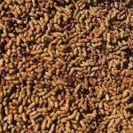 Australia inicia el primer tratamiento mundial para bebés con alergia al cacahuete