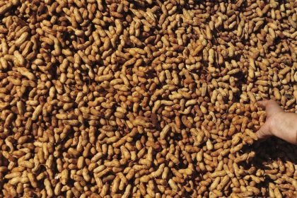 Australia inicia el primer tratamiento mundial para bebés con alergia al cacahuete