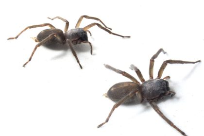 Descubren una nueva especie de araña de saco en la Amazonía de Ecuador