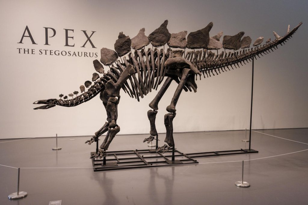 Esqueleto de dinosaurio Apex se vende por 44,6 millones, el precio más caro de la historia