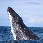 Las ballenas fueron más felices durante la pandemia de la covid, revela estudio científico