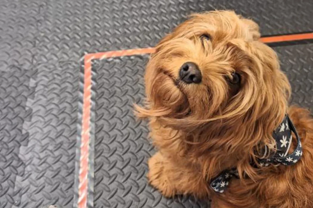 Los perros se vuelven más negativos al oler el estrés humano, según un estudio