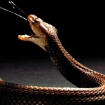 Un anticoagulante de uso común podría servir como antídoto contra el veneno de la cobra