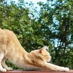 ¿Saludo felino? Entiende por qué tu gato se estira al verte llegar