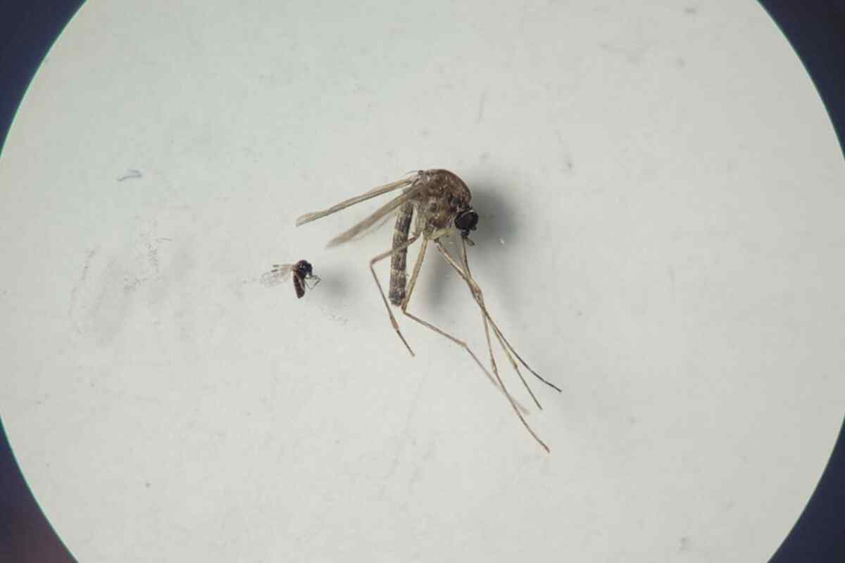 Alerta mundial: Brasil reporta las primeras muertes por el virus Oropouche