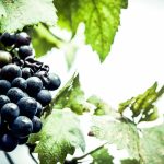 Descubrimiento sugiere que la extinción de los dinosaurios impulsó la expansión de las uvas