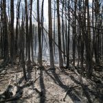 Constatan que el cambio climático hizo más extremos los megaincendios