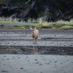 Detectan a un huemul, ciervo en peligro de extinción, en la zona más austral de Chile