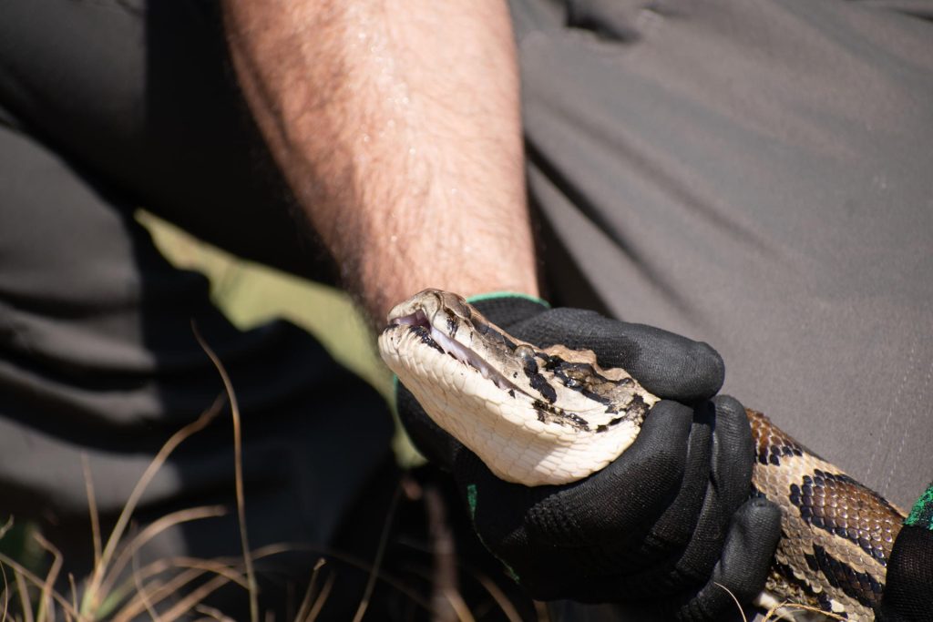 Florida inicia otra edición de su cacería anual de las invasoras pitones birmanas