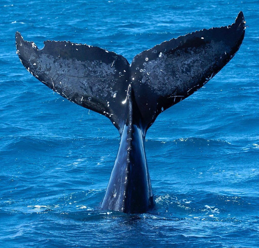 Un hombre herido tras ser golpeado por la cola de una ballena en el este de Australia