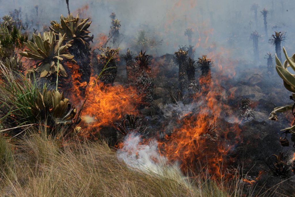 Un incendio forestal consume 1.174 hectáreas en cinco días en el sur andino de Ecuador