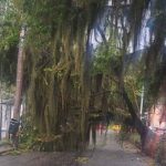 Fuerte aguacero causa caos en Medellín y Envigado: árboles caídos, inundaciones y Metro suspendido