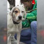 Bogotá activa protocolo para proteger a animales durante las lluvias por La Niña