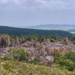 La Hacienda Japio está siendo destruida. Invasores arrasan con un ecosistema único en el Cauca. Más de 200 hectáreas de bosque seco destruidas. #HaciendaJapio #Caloto