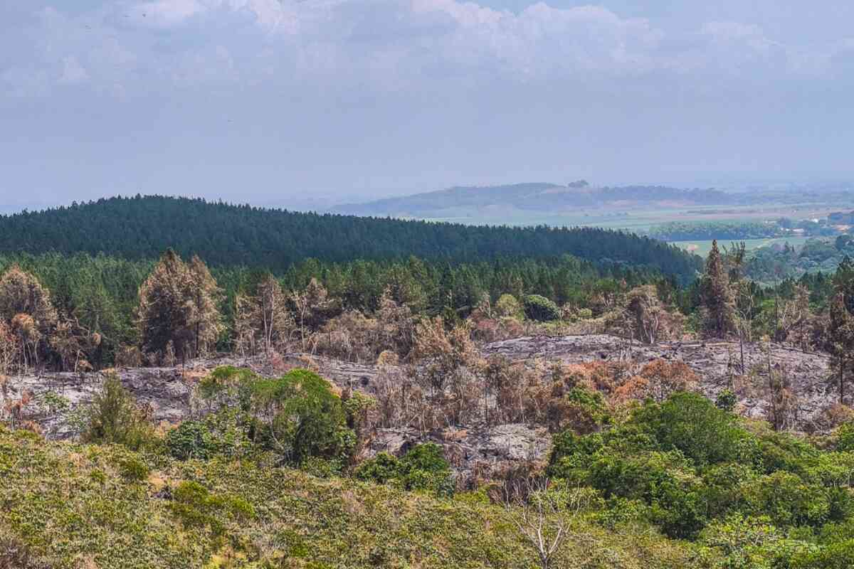 La Hacienda Japio está siendo destruida. Invasores arrasan con un ecosistema único en el Cauca. Más de 200 hectáreas de bosque seco destruidas. #HaciendaJapio #Caloto