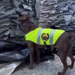 Narcotráfico: Canino heroico detecta casi una tonelada de cocaína escondida en cueros de vaca